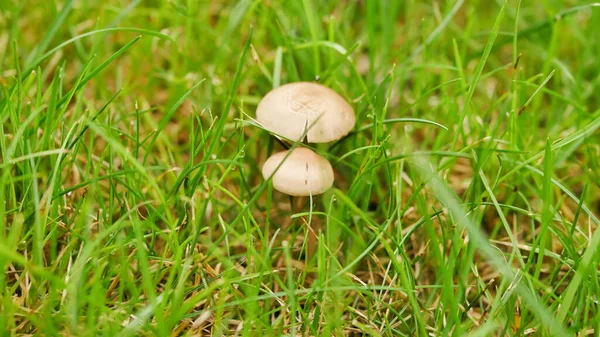 Small Tiny Mushrooms Green Grass Home Lawn — Foto de Stock