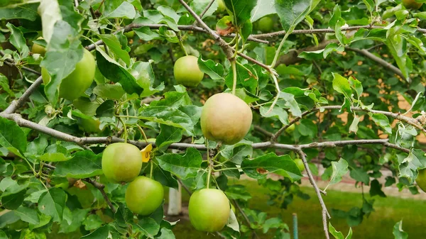 Πράσινο Μήλο Κλαδί Δέντρου Στον Κήπο Χρόνος Συγκομιδής — Φωτογραφία Αρχείου
