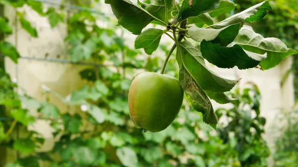 Green Apple Tree Branch Garden Harvesting Time — Stock Fotó