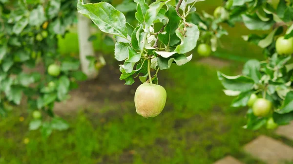 Green Apple Tree Branch Garden Harvesting Time — Stock Fotó