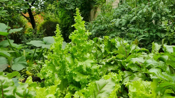 Lettuce Beet Other Greens Plant Leaves Growing Garden Early Harvest — Photo