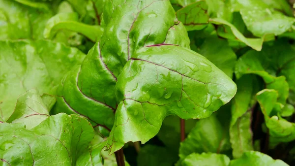 Lettuce Beet Other Greens Plant Leaves Growing Garden Early Harvest — Foto de Stock