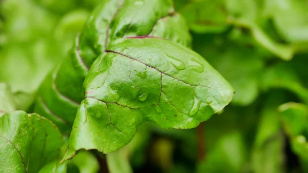 Lettuce Beet Other Greens Plant Leaves Growing Garden Early Harvest — Foto de Stock