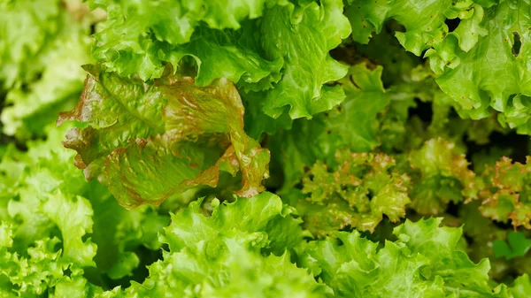 Lettuce Beet Other Greens Plant Leaves Growing Garden Early Harvest — Foto de Stock