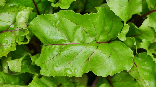 Lettuce Beet Other Greens Plant Leaves Growing Garden Early Harvest —  Fotos de Stock
