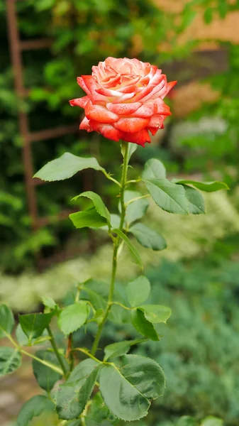 beautiful red with white multicolor fire rose flower head in the green garden, exterior decoration