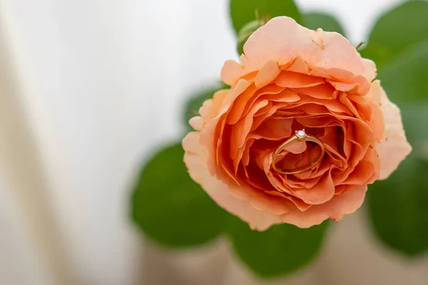 blur background, close up of gold diamond engagement ring on beautiful peach rose flower, proposal gift idea, will you marry me, valentines declaration of love
