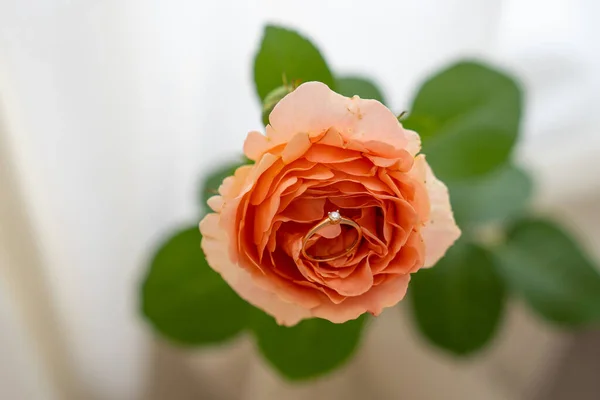 Blur Background Close Gold Diamond Engagement Ring Beautiful Peach Rose — стоковое фото