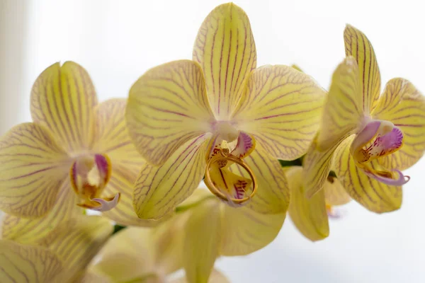 close up of gold diamond engagement ring on beautiful orchid flower, proposal gift idea, will you marry me, valentines declaration of love, i do, ask for hand