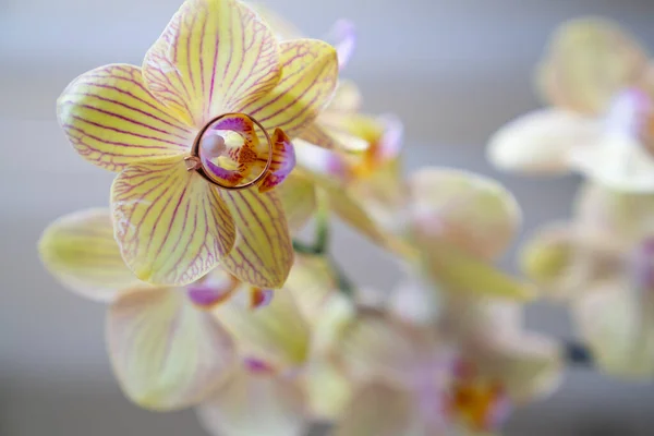 close up of gold diamond engagement ring on beautiful orchid flower, proposal gift idea, will you marry me, valentines declaration of love, i do, ask for hand