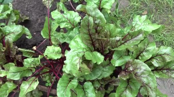 Rübengrün Blattgemüse Wächst Garten Gesunde Ernährung Ernährung — Stockvideo