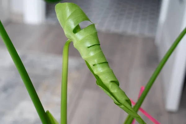 스타라 식물의 커다란 초록색 스타라 새로운 자라게 자라지 — 스톡 사진