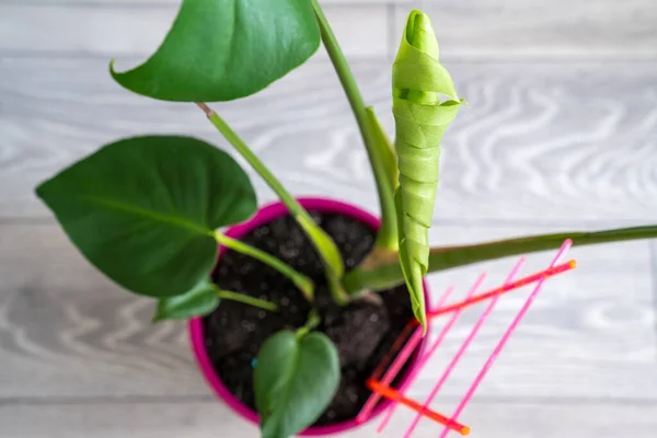 big green leaf of monstera plant, young monstera leaf that is rolled and just opening, grow new leaves, unfurling in growth