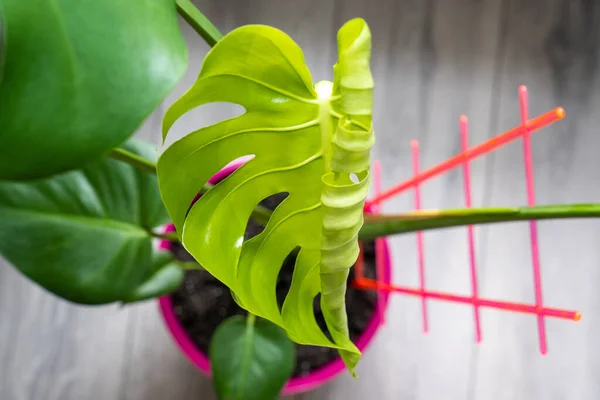 big green leaf of monstera plant, young monstera leaf that is rolled and just opening, grow new leaves, unfurling in growth