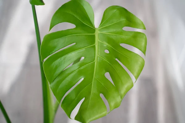 big green leaf of monstera plant, young monstera leaf that is just opened, grow new leaves, fresh unfurl in growth