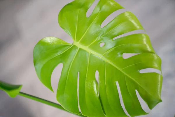 big green leaf of monstera plant, young monstera leaf that is just opened, grow new leaves, fresh unfurl in growth