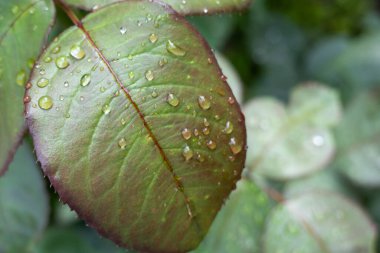 Su damlaları, yağmur damlaları ve çiy ile yeşil kahverengi yaprak, cilt doğal arkaplan, kozmetik ürün sahnesi, doku, yazı için yer, jel damlacıkları, tazelik, elmas taşlar gibi