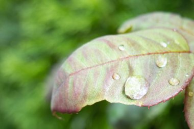 Su damlaları, yağmur damlaları ve çiy ile yeşil kahverengi yaprak, cilt doğal arkaplan, kozmetik ürün sahnesi, doku, yazı için yer, jel damlacıkları, tazelik, elmas taşlar gibi