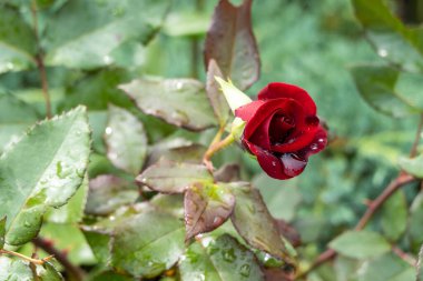 güzel koyu kırmızı kadife kadife kadife başlıklar çiy damlalarıyla, bahçedeki çiçekleri suladıktan sonra durum, yağmurdan sonra, tebrik kartı kapağı arka planda