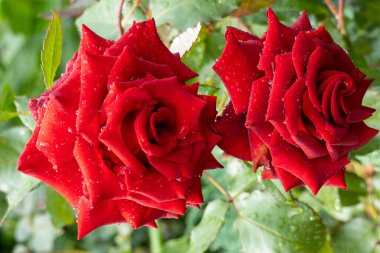 güzel koyu kırmızı kadife kadife kadife başlıklar çiy damlalarıyla, bahçedeki çiçekleri suladıktan sonra durum, yağmurdan sonra, tebrik kartı kapağı arka planda