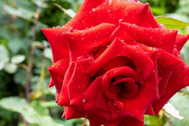 güzel koyu kırmızı kadife kadife kadife başlıklar çiy damlalarıyla, bahçedeki çiçekleri suladıktan sonra durum, yağmurdan sonra, tebrik kartı kapağı arka planda