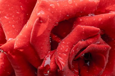 Güzel koyu kırmızı kadife kadife başları çiğ damlalarıyla kapatın, bahçedeki çiçekleri suladıktan sonra, yağmurdan sonra, kartpostal örtüsü selamlama arkaplanı, desen 