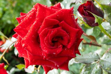 güzel koyu kırmızı kadife kadife kadife başlıklar çiy damlalarıyla, bahçedeki çiçekleri suladıktan sonra durum, yağmurdan sonra, tebrik kartı kapağı arka planda