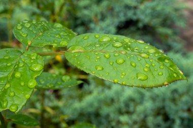 Su damlalı yeşil yaprak, yağmur damlaları ve çiy, cilt doğal arkaplan, kozmetik ürün sahnesi, doku, yazı için yer, jel damlacıkları