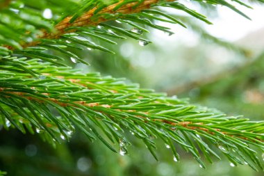 Yağmurdan sonra ıslak, sulu, yeşil köknar dalı, kozalaklı ağaç, filiz, bahçede noel ağacı, doku