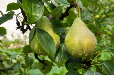 Bahçedeki ağacın dalında yetişen olgun armut, sonbahar hasat zamanı, ağaç sulama, yağmur damlaları, meyvelerin üzerindeki çiy. 