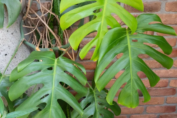 Πράσινα Τροπικά Φύλλα Φυτών Monstera Philodendron Κοντά Στον Κόκκινο Τοίχο — Φωτογραφία Αρχείου