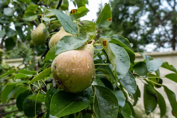 Zöld Érett Körte Ágán Kertben Őszi Szüret Ideje Öntözés Esőcseppek — Stock Fotó