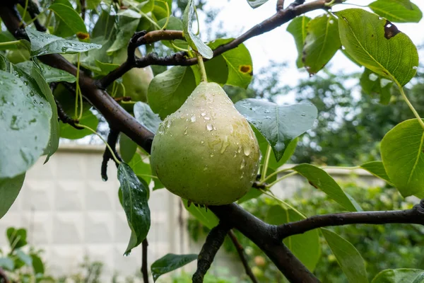 Green Ripe Pear Growing Branch Tree Garden Autumn Harvest Time — Stock Photo, Image