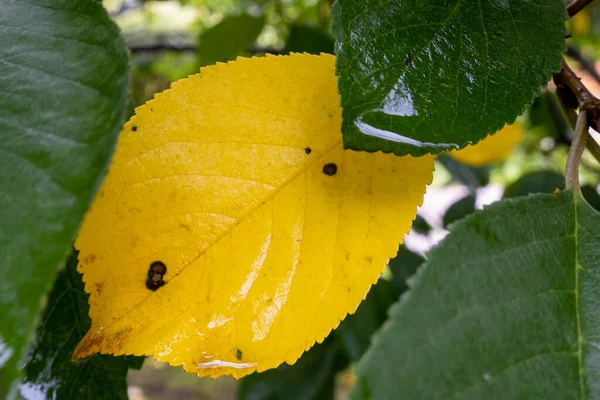 Våta Höstlöv Gula Och Gröna Färger Närbild Efter Regn — Stockfoto