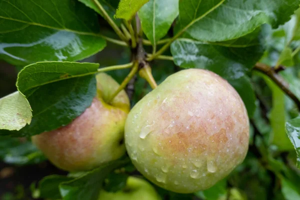 Manzana Verde Madura Que Crece Rama Del Árbol Jardín Tiempo — Foto de Stock