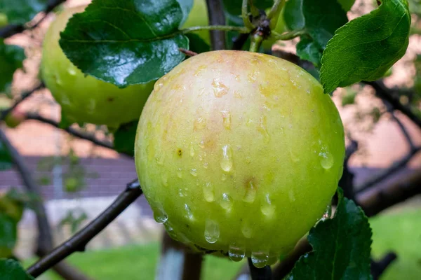 Manzana Verde Madura Que Crece Rama Del Árbol Jardín Tiempo — Foto de Stock