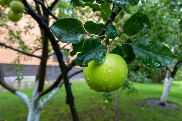 Green Ripe Apple Growing Branch Tree Garden Autumn Harvest Time — Stock Photo, Image