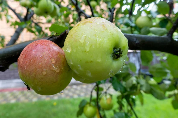 Manzana Verde Madura Que Crece Rama Del Árbol Jardín Tiempo — Foto de Stock