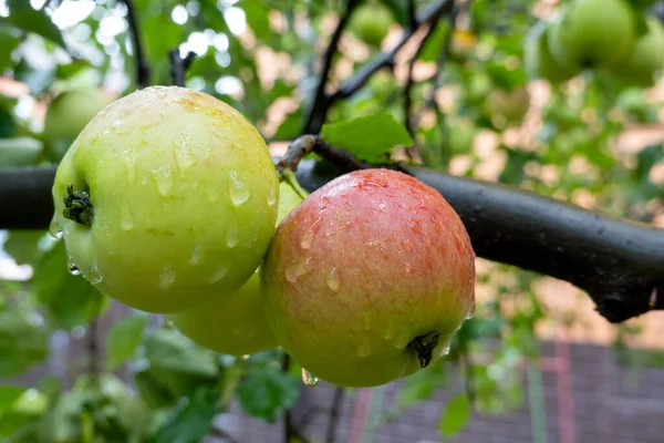 Green Ripe Apple Growing Branch Tree Garden Autumn Harvest Time — Stock Photo, Image