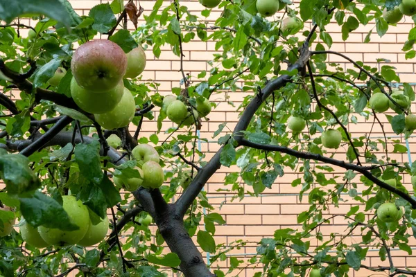 Grüner Reifer Apfel Der Auf Ästen Garten Wächst Herbsterntezeit Baumbewässerung — Stockfoto