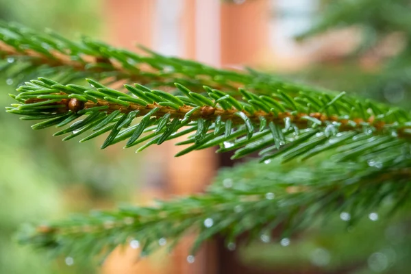 내리고 전나무 콩깍지 가문비나무 정원에 크리스마스 — 스톡 사진