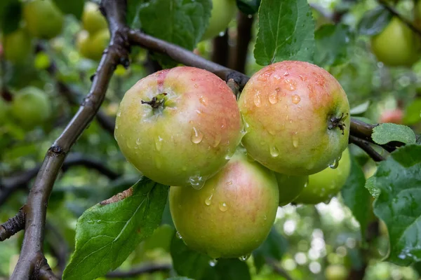 Manzana Verde Madura Que Crece Rama Del Árbol Jardín Tiempo — Foto de Stock