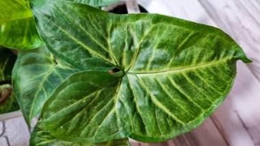 Yeşil yaprak sengonyumu, dokuyu kapat