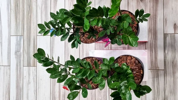 Planta Verde Zamioculcas Una Maceta Sobre Fondo Madera Vista Superior — Foto de Stock