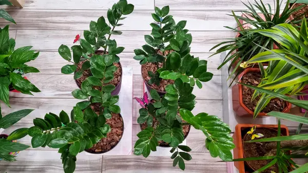 Plante Verte Zamioculcas Dans Pot Sur Fond Bois Vue Dessus — Photo