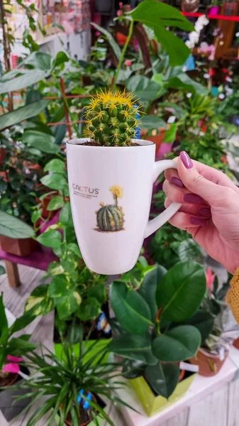 Hermosa Mano Mujer Sosteniendo Planta Casa Cactus Amarillo Maceta Taza — Foto de Stock