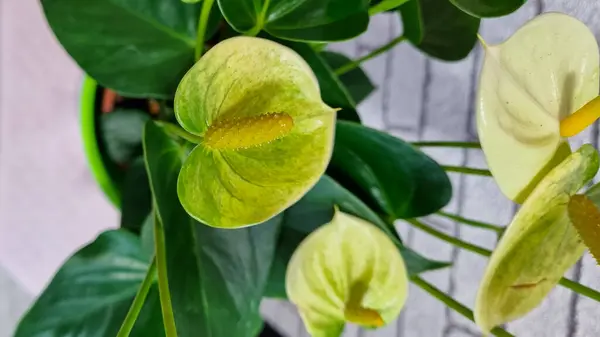 Anthurium Jaune Capitules Fleurs Sur Feuilles Vertes Belle Plante Maison — Photo