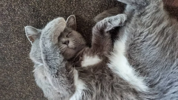 Puszysty Szary Kot Leżący Ziemi Kociak Ukrywa Twarz Zakrywa Oczy — Zdjęcie stockowe