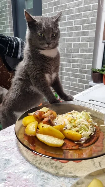 Grå Katt Som Sitter Stol Ved Kjøkkenbordet Spiller Tallerkenen Kattunge – stockfoto