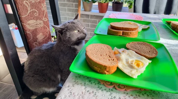 Gato Gris Sentado Silla Cerca Mesa Cocina Oliendo Desayuno Plato — Foto de Stock